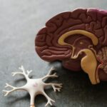 SCARF-метод: как мотивировать сотрудников с помощью нейробиологии https://unsplash.com/photos/human-brain-toy-IHfOpAzzjHM?utm_content=creditShareLink&utm_medium=referral&utm_source=unsplash